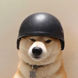 TRENCHDOG / SOL