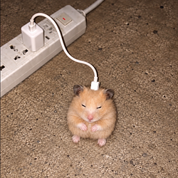 iHamster