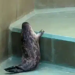 SEAL