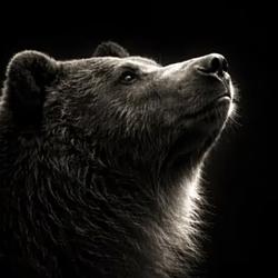 Bear / SOL
