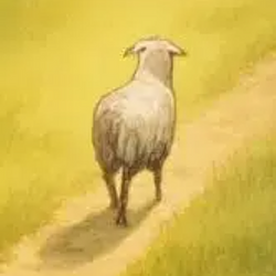Sheep / SOL