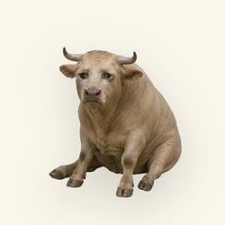CASHBULL / SOL