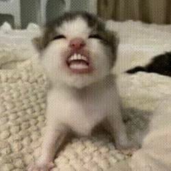 CATCURSE