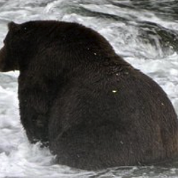 CHONK