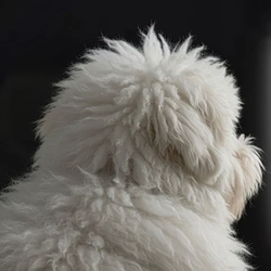 fluffy dog