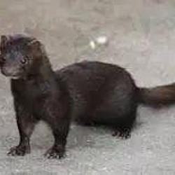 MINK