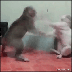 CATFIGHT