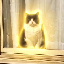 Camcat