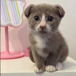 Bilbo