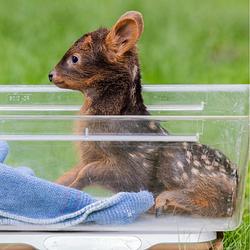 BABY DEER
