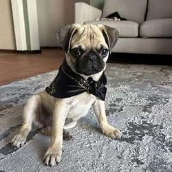 HugoIsAPug / BNB