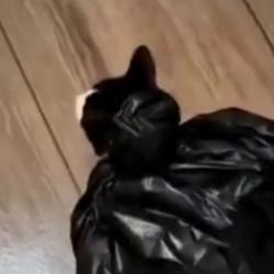RCatman