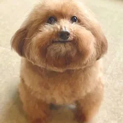 SCOOBERT