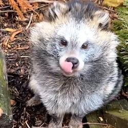 TANUKI