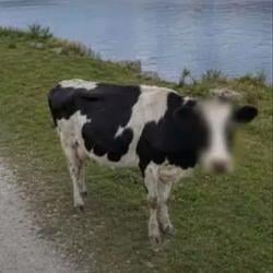 ANONYMOO