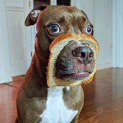 BreadDawg