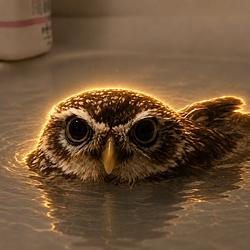 Fowl / SOL
