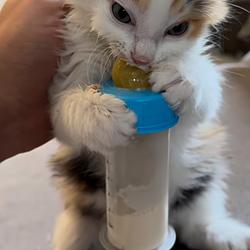AGKITTEN