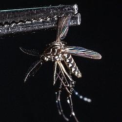 DENGUE