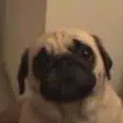 pumpdog