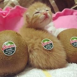 KIWI / SOL