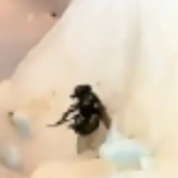 FFF