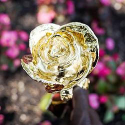 GOLD ROSE