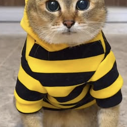 meimei