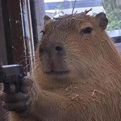capybara / SOL