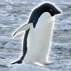 PENGUIN