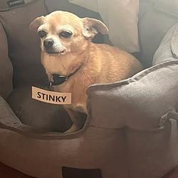 STINKY