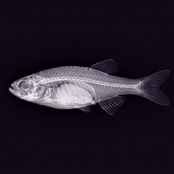 ZEBRAFISHBRAIN