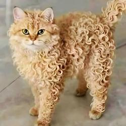 NDLSCAT