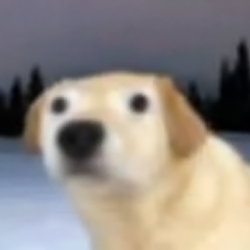 dug