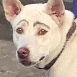 BROWDOG