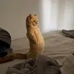 meercat / SOL