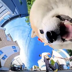 Goprodog
