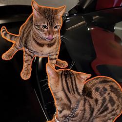 LarpCats