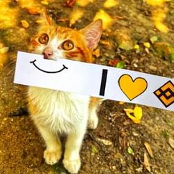 BinanceCat