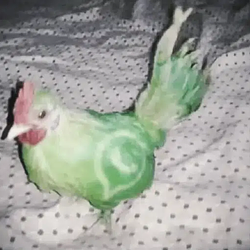 WhatsappBird
