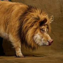 Piglion