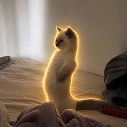 Meercat