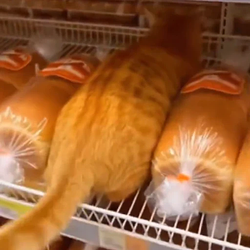 LOAFCAT