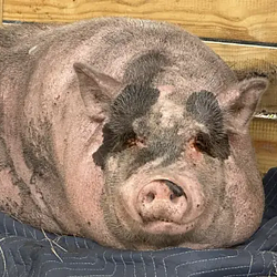 Waddles / SOL