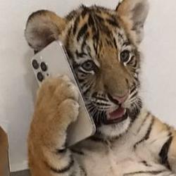 calltiger