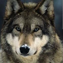 WOFI