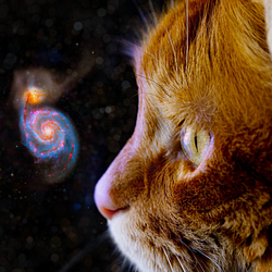 Cosmic Cat