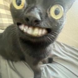BlackCat / USDC