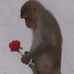 monkey