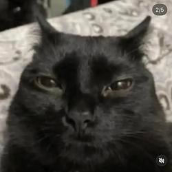 $illyCat